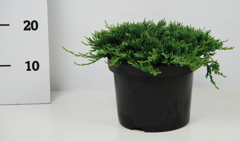 Можжевельник горизонтальный Вилтони